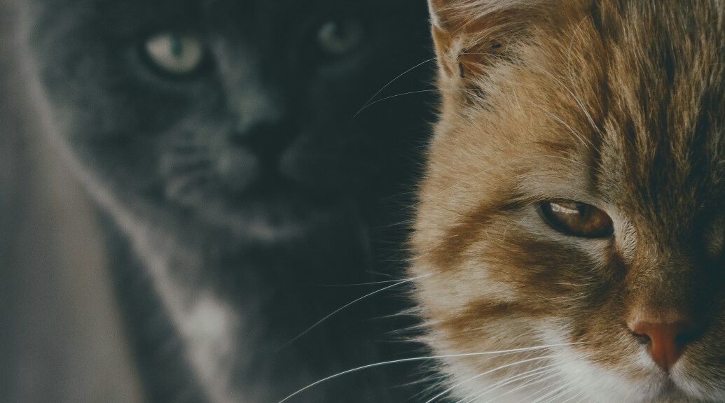 Zwei unterschiedliche Katzenrassen schauen in die Kamera