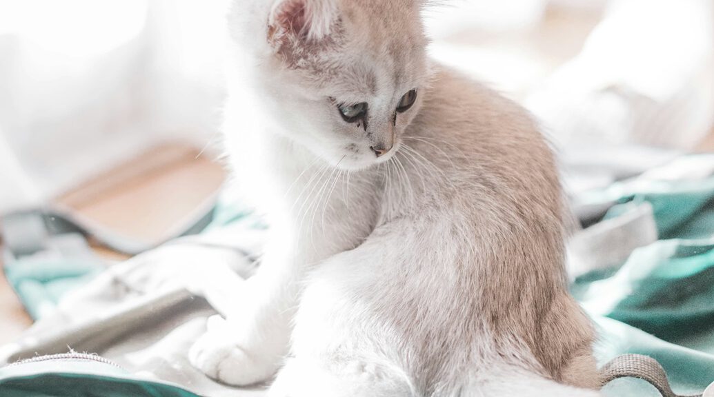 kleine Ragdoll Katze sitzt beim Tierarzt und schaut zur Seite, kurz vor der Kastration